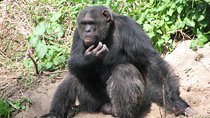 Ol Pejeta Conservancy and Chimpanzee Sanctuary Full-Day Tour from Nairobi