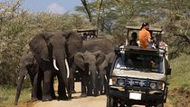 4-Day Tanzania Camping Safari to Lake Manyara, Serengeti, and Ngorongoro Crater