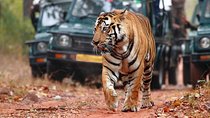 From Delhi: 5-Day Tiger Safari and Golden Triangle Tour