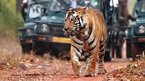  Best of Rajasthan with Ranthambore