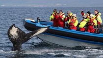 Original Big Whale Safari & Puffins Speedboat Tour from Húsavík