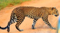 Yala Safari Private Day Trip from Bentota and Kalutara Areas