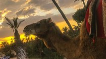 Sunset Camel Ride in the Palm Grove of Marrakech