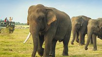 Minneriya National Park Private Safari from Habarana