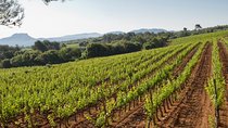 Private Day Trip: Wine Tasting Tour with Picnic Lunch From Cannes