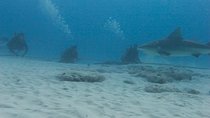 Bull Sharks Discovery Diving Tour from Cancun and Riviera Maya