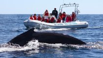 Zodiac Whale-Watching Adventure in Los Cabos