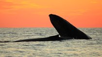Whale-Watching Sunset Cruise in Los Cabos