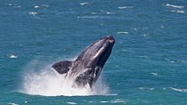 Hermanus Whale Watching Day Trip from Cape Town