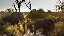Big Five Afternoon Game Safari in Kruger National Park from Hazyview