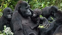 3 Days Gorilla trekking tour