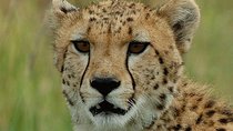 Ann Van Dyk Cheetah Centre an exciting conservation project!