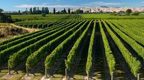 Shore Excursion Marlborough Wine Region Tour from Picton