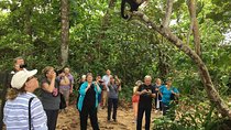 Cahuita National Park & Banana Plantation Tour Shore Excursion from Puerto Limon