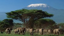 Day tour to Amboseli National Park from Nairobi