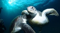 Tenerife Turtle and Snorkel Tour from Costa Adeje
