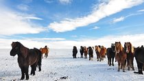 Golden Circle & Viking Horse Experience