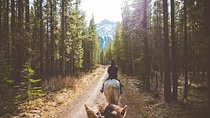 Buffalo Loop 1-Hour Horseback Trail Ride in Kananaskis