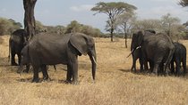 Tarangire National Park: Guided Day Tour from Arusha