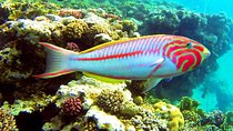 From Hurghada: Sharm El Naga Full-Day Snorkeling Tour