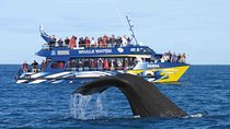 Whale Watching By TUK TUK From Galle
