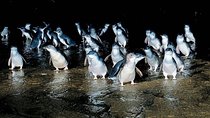 Private Phillip Island Penguin Parade Tour