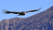 Condor Tour from Cusco - 1 Day
