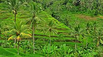 Full Day Surface of Ubud Private Tour