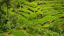 Half Day Ubud and Tampak Siring Private Tour From Bali