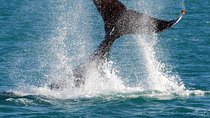 2 Hour Whale-Watching Cruise from Hillarys Boat Harbour