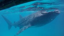 Small-Group Whale Shark Watching Trip in Oslob from Cebu