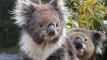 Kuranda Koala Gardens and Birdworld Admission Tickets