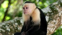 11-Day Tour San Jose: Tortuguero,Arenal,Monteverde,Manuel Antonio