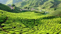 3-Night Cameron Highlands and Penang Tour from Kuala Lumpur