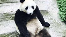 Private Panda Tour with Kungfu Tea Course One-day Trip