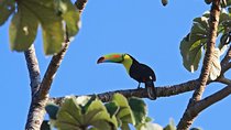 Bird Watching Tour Arenal Mundo Aventura