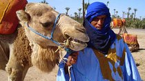 Camel Ride in the Palm Grove of Marrakech