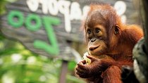 Ipoh Day Tour with Orang Utan Island Visit