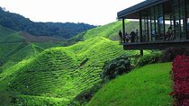 Cameron Highland Day Tour from Kuala Lumpur