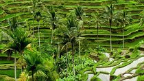Full Day Exploring UBUD and Rice Terrace