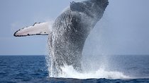 Whale Watching Tour