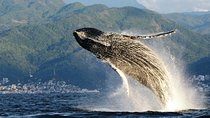 Whale Watching Adventure - leaded by marine biologist.