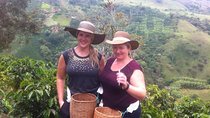 Medellin City and Coffee Region Tour