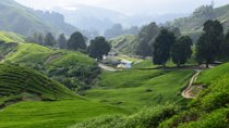 Cameron Highlands, Garden of Nature Full Day Private Guided Tour