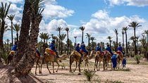 Camel ride in Marrakech palm grove