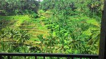 Monkey Forest, Ubud, Waterfall and Rice Terrace