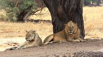 Selous Game Reserve Road Trip- Boat Safari, Game Drive And Walk Safari