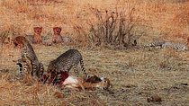 Ruaha National Park And Mikumi National Park Budget Safari 6 Days 5 Nights
