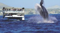 Los Cabos Whale Watching Cruise Including Breakfast
