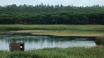Bird Watching in Albufeira Lagoon
